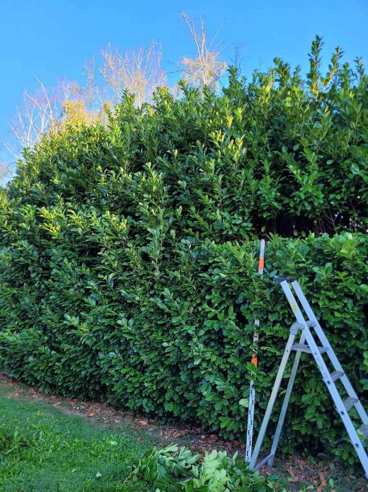 Élagage professionnel d'arbres à Moulins