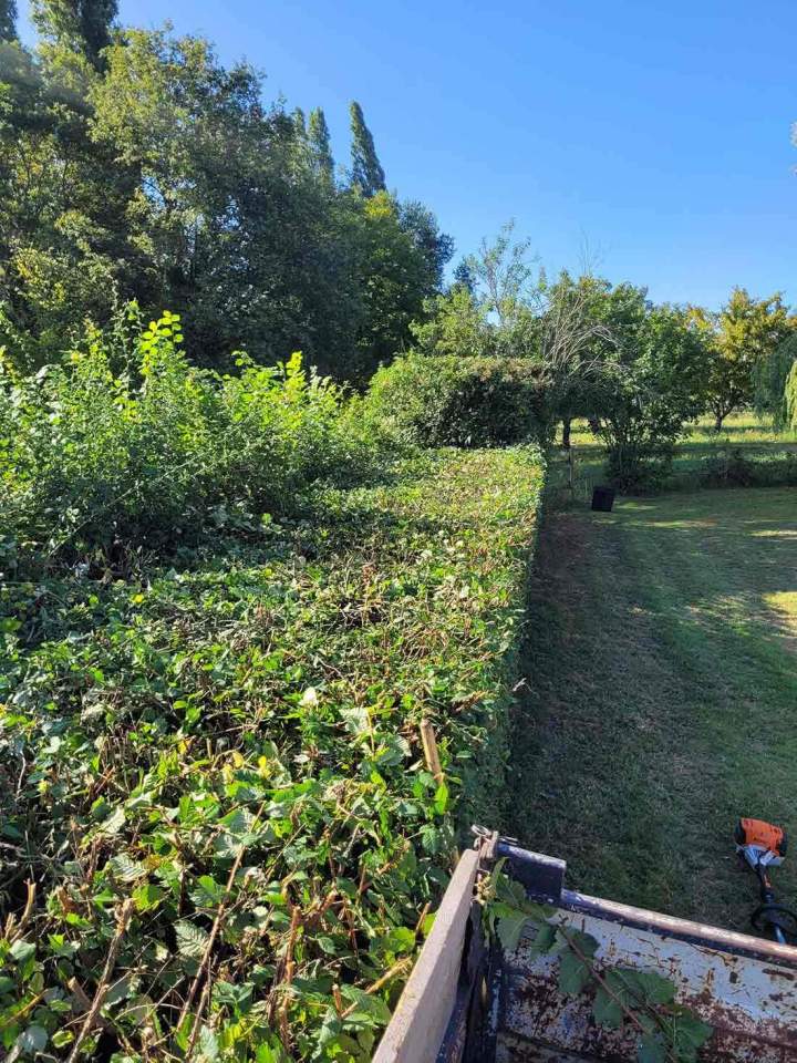 Élagage professionnel d'arbres à Moulins