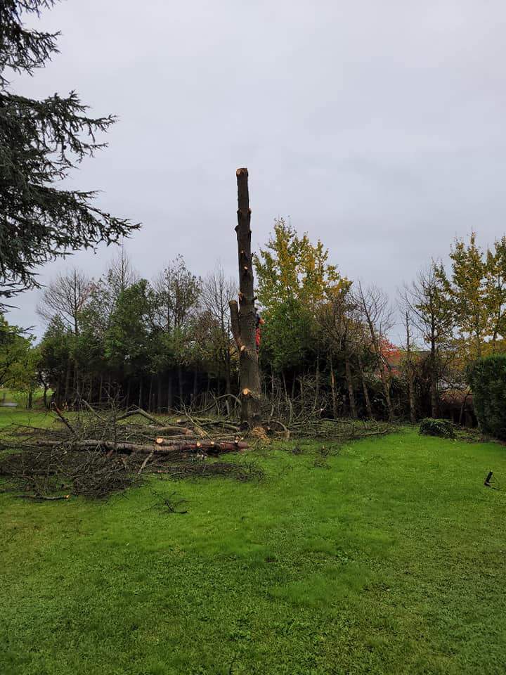 Élagage professionnel d'arbres à Moulins