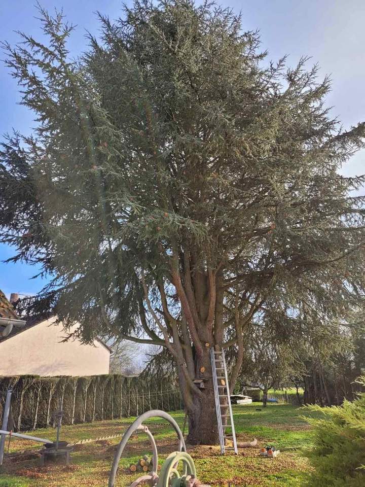 Élagage professionnel d'arbres à Moulins