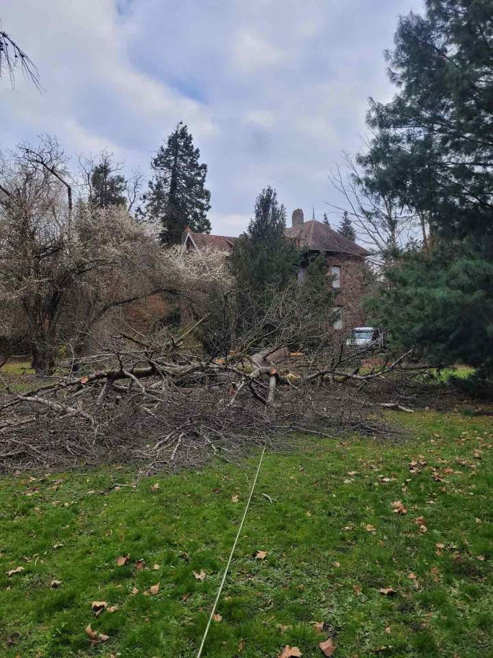 Extraction de souches d'arbres à Moulins