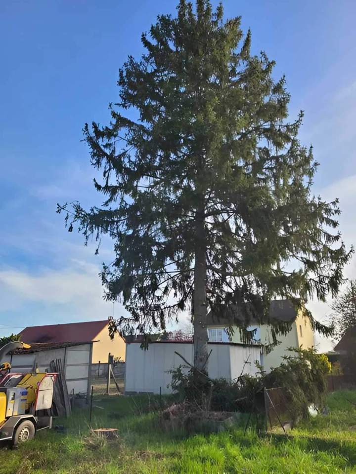 Élagage et abattage d'arbres, Dompierre-sur-Besbre