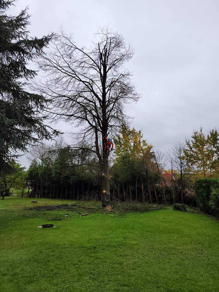 Elagage et abattage d'arbre Moulins